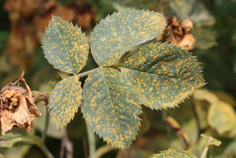 how to identify and treat rose rust feature