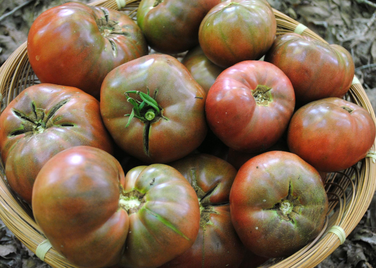 korb voller purple cherokee tomaten