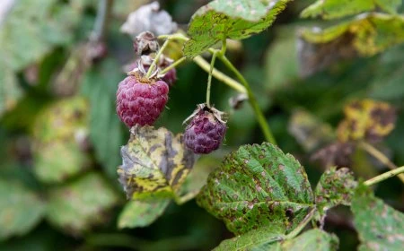 krankheiten und schaedlinge an himbeeren