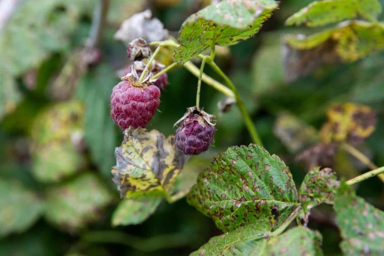 krankheiten und schaedlinge an himbeeren