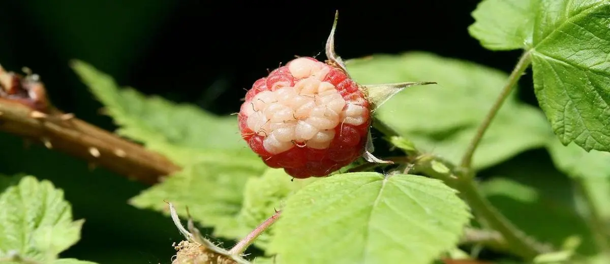 krankheiten und schaedlinge an himbeeren bekaempfen