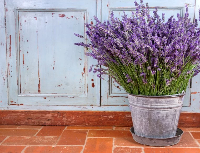 lavendel im metalltopf vor einer weißen tür