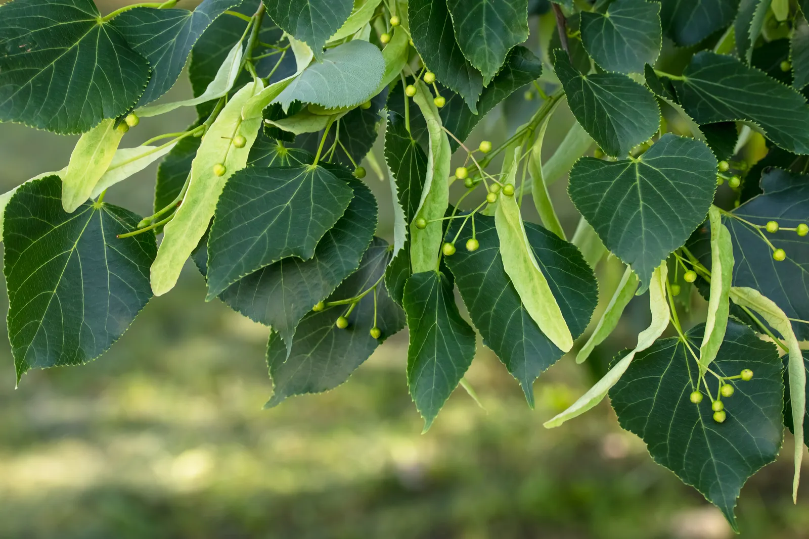 linden tree lime tree tilia leaves