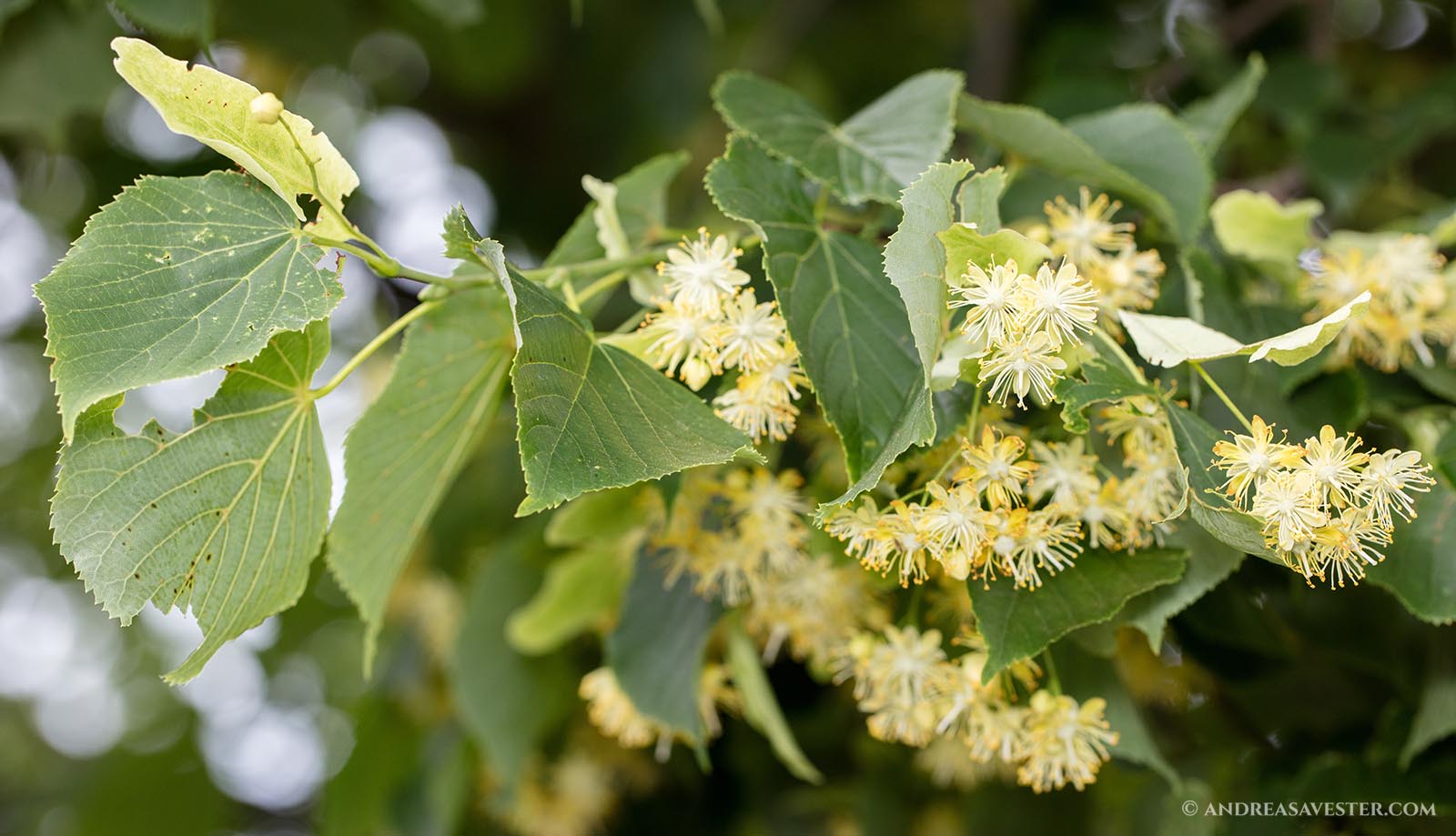 linden lime tilia flowers 1 main