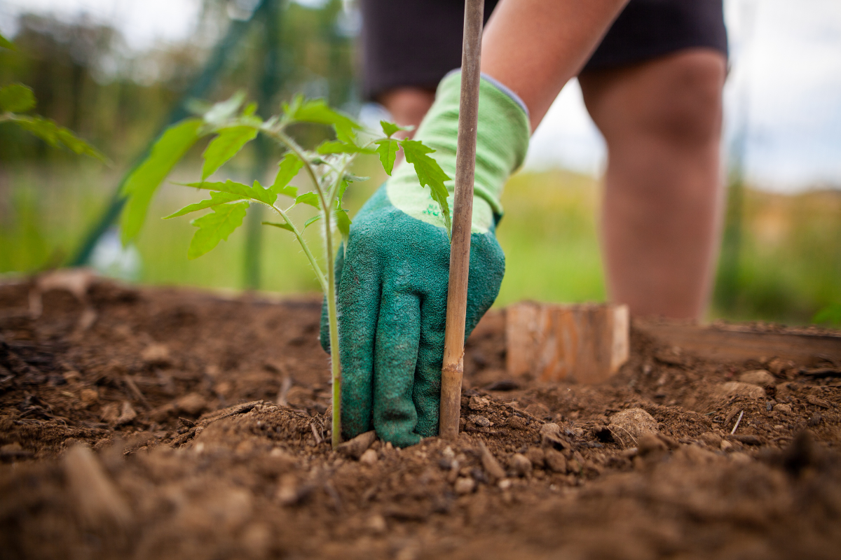 person mit blauen handschuhen pflanzt tomate im garten