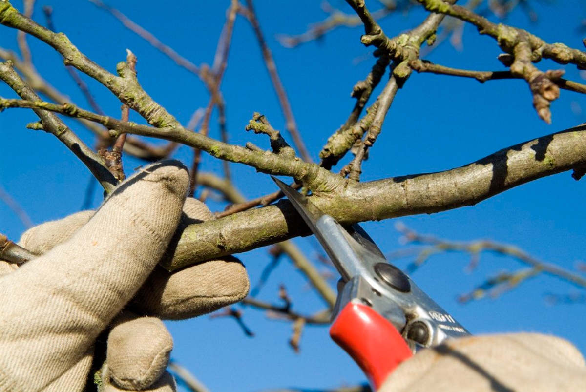 person mit grauem handschuh, die einen quittenbaum hält und schneidet