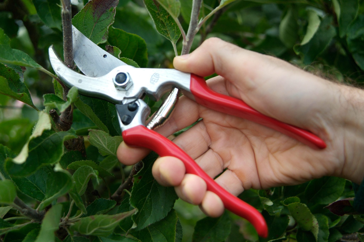 person mit rotem werkzeug zum beschneiden von bäumen