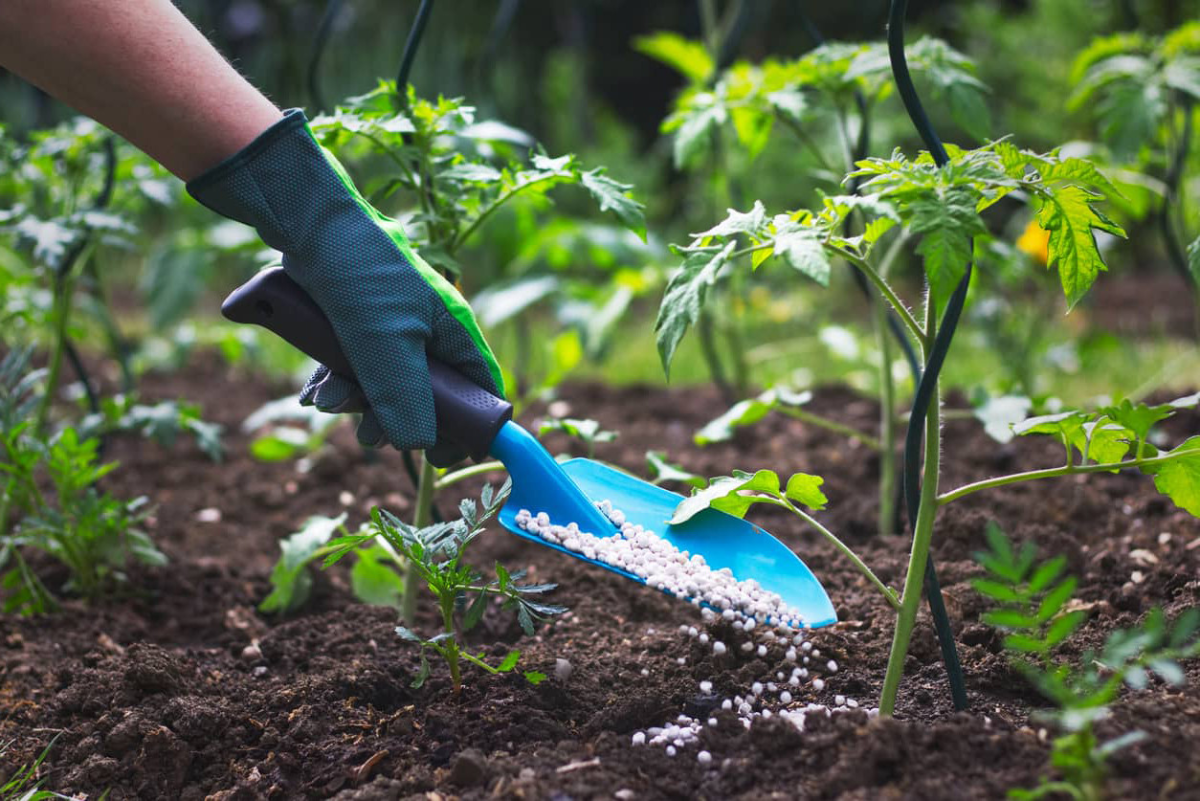 person mit schwarzem handschuh die tomaten düngt die zwar blühen aber keine früchte tragen