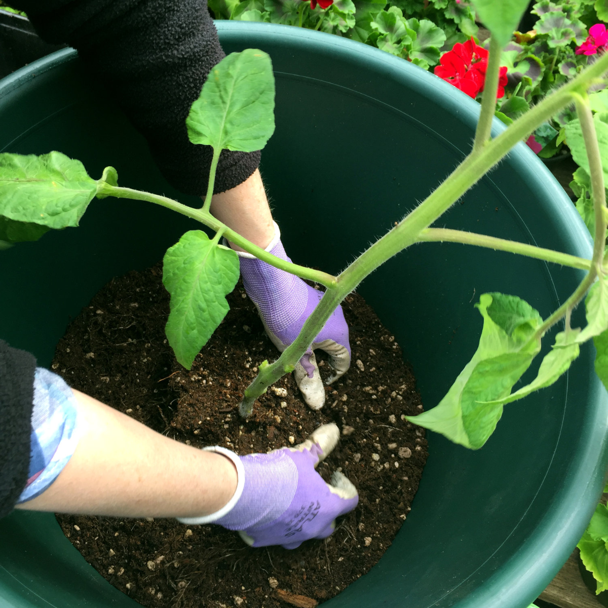 pflanzung von cherokee purple tomate im großen schwarzen topf