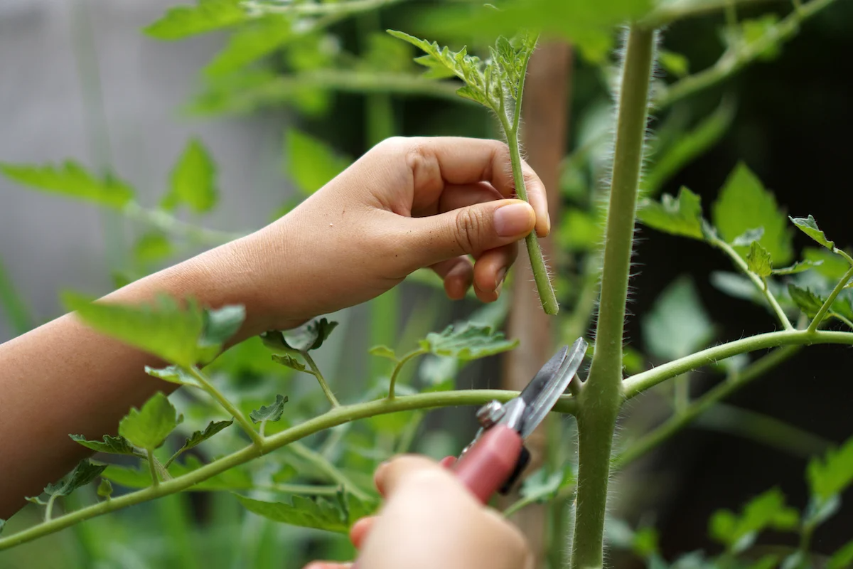 schneiden von lila cherokee tomatenpflanzen mit gartengerät