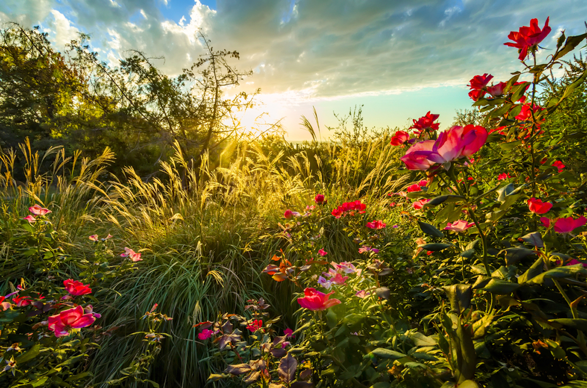 so schützen sie ihren garten vor dem hitzekollaps