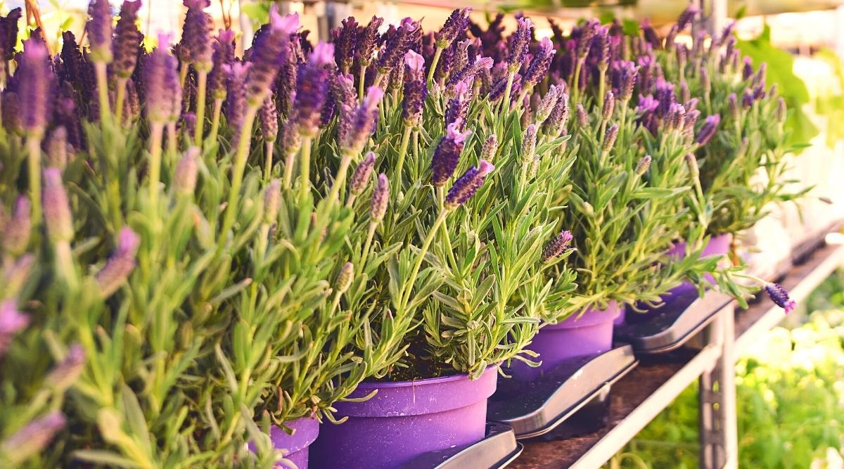 spanischer lavendel in lila blumentöpfen