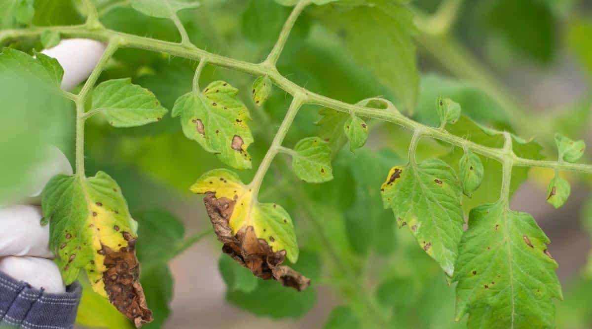 tomatenblätter mit krankheiten verursachen blüten aber keine fruchtbildung