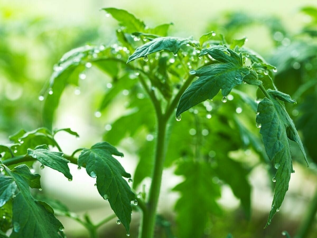 tomatenpflanze mit wassertropfen darauf