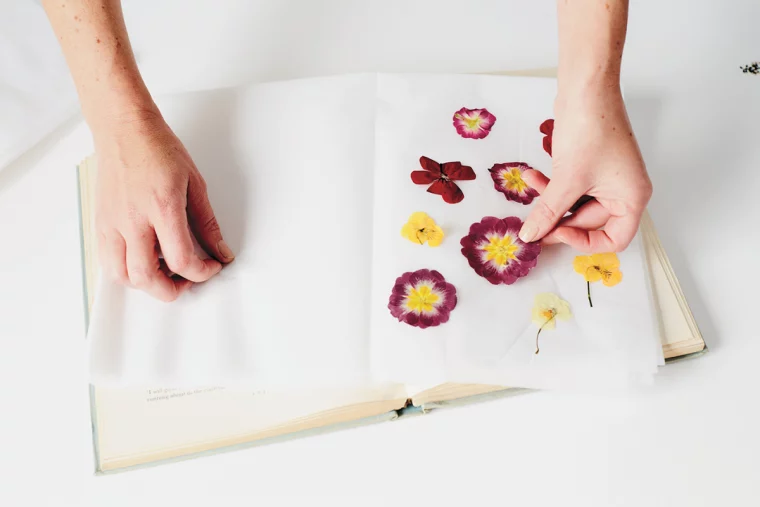 trocknen von kräutern und blumen zwischen den büchern