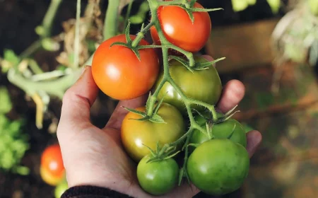 wie lange dauert es bis tomaten rot werden