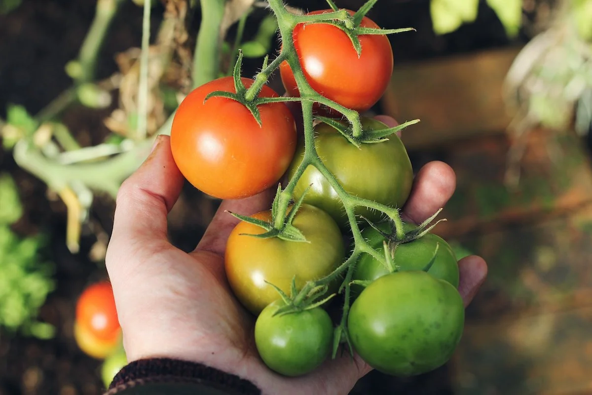 wie lange dauert es bis tomaten rot werden