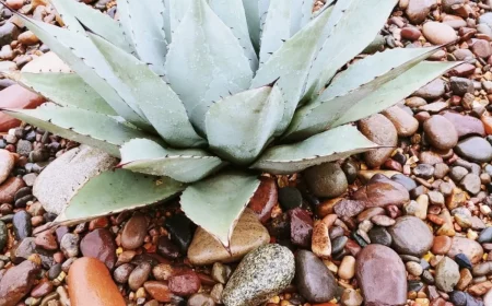 agave havardiana pflegen und vermehren bläulich gefärbte pflanze mit kleinen stacheln