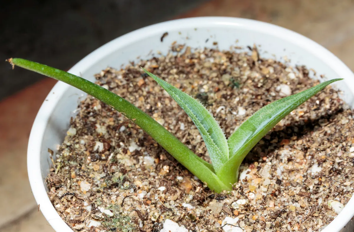 agave havardiana vermehren durch trennung von nachkommen