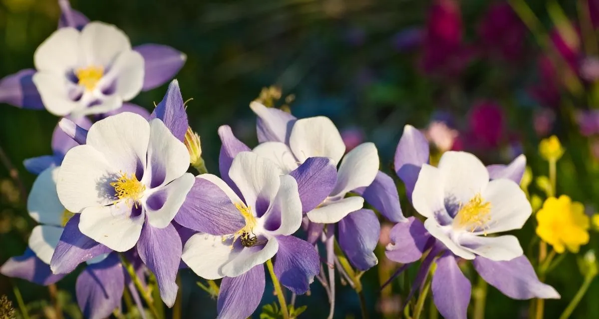 akelei aussäen im zeitigen frühjahr blüten lila und weiß