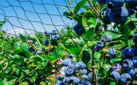 aktuell heidelbeeren vor voegeln schuetzen