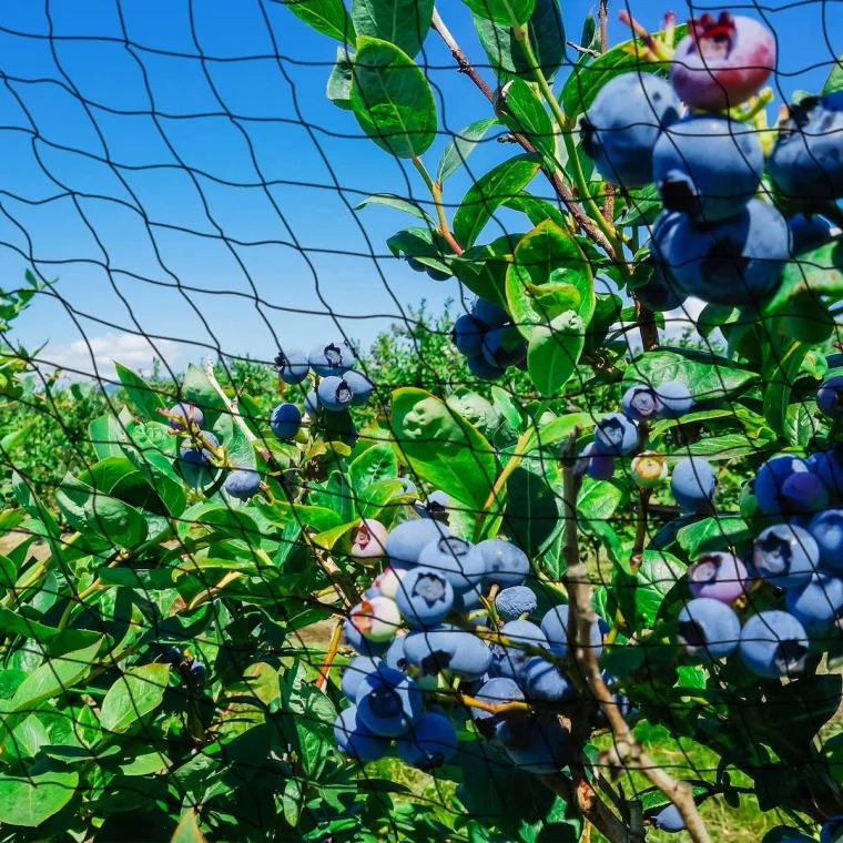 aktuell heidelbeeren vor voegeln schuetzen