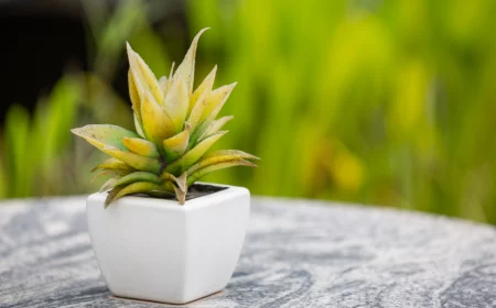 aloe vera verliert farbe welche sind die ursachen