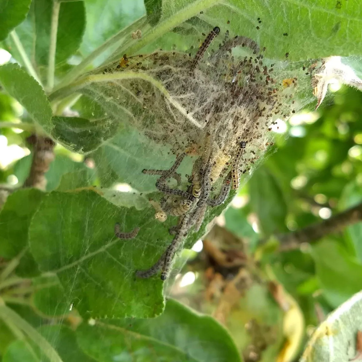 apfelbaum schädlinge die spinnweben machen apfelblattsauger spinnmilbe