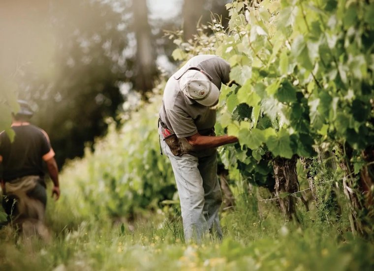 artenvielfalt und mehr weinbergsbegruenung
