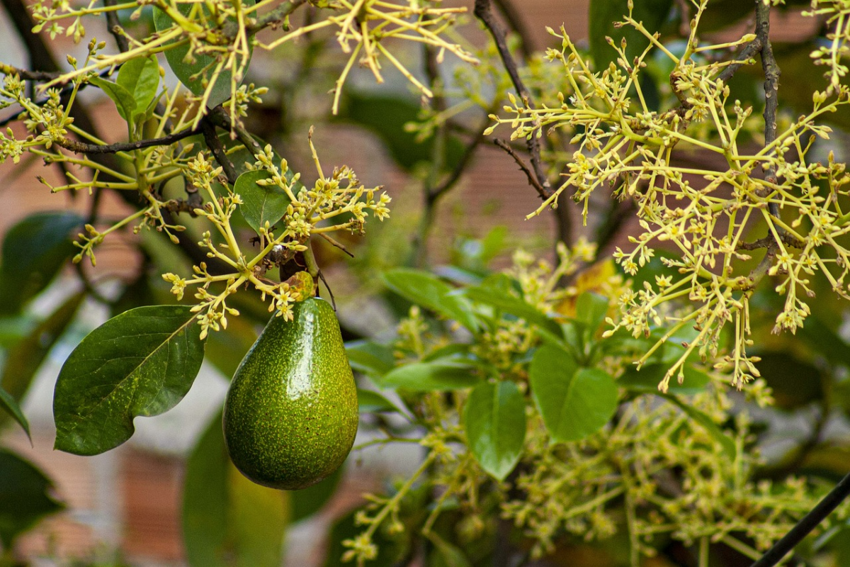 avocado im topf zuechten avocadobaum pflege
