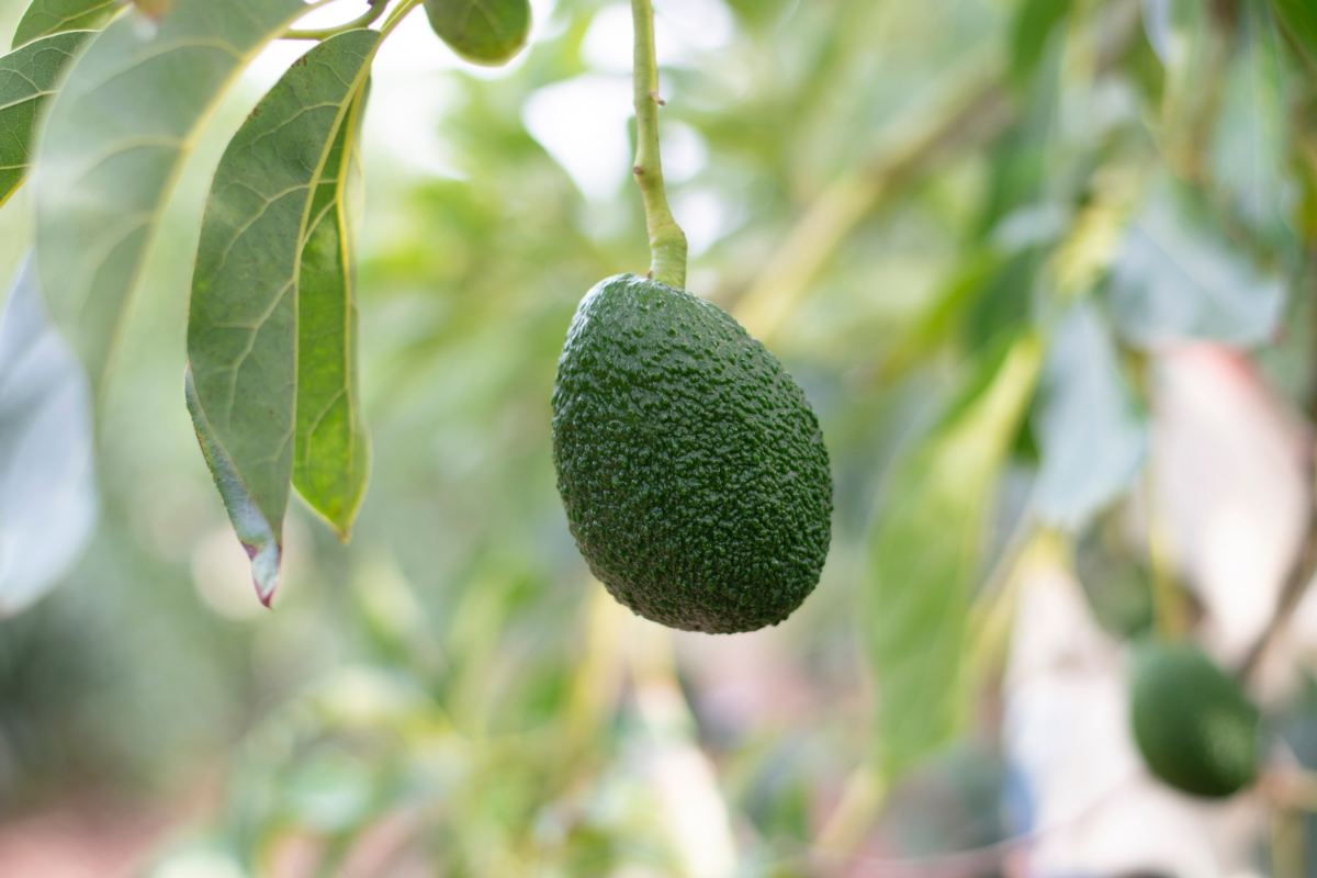 avocado pflanzen pflege frucht am baum