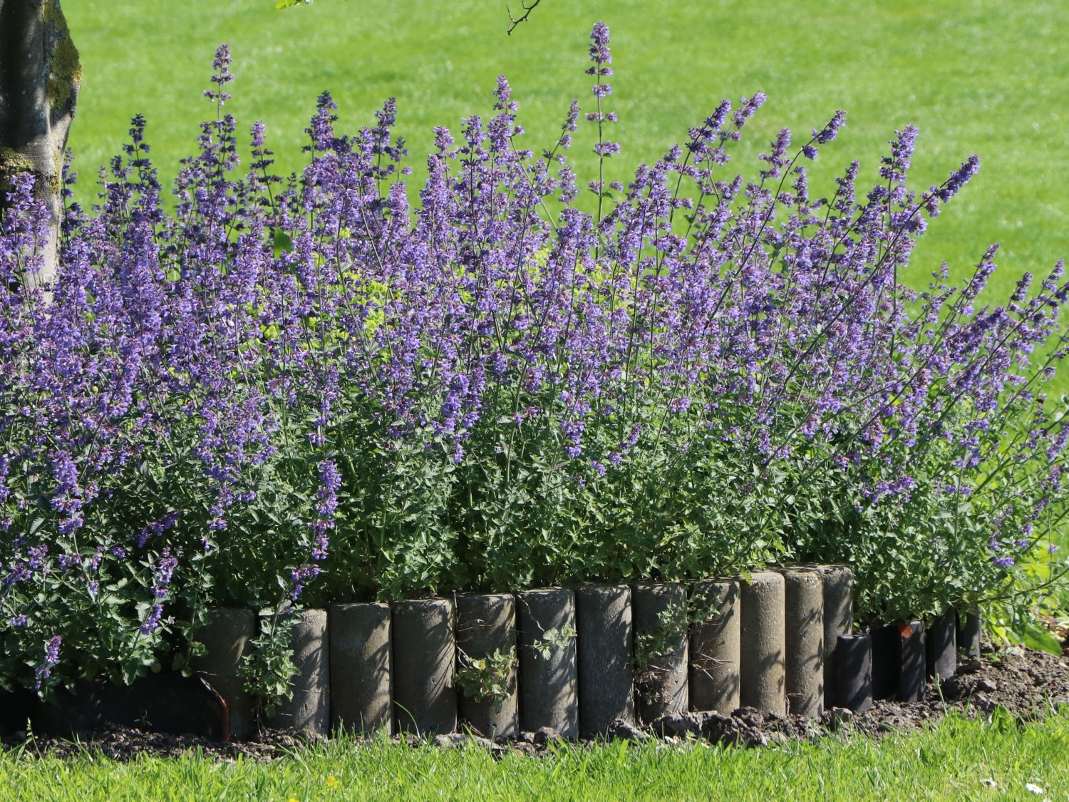 blaue katzenminze nepeta x faassenii