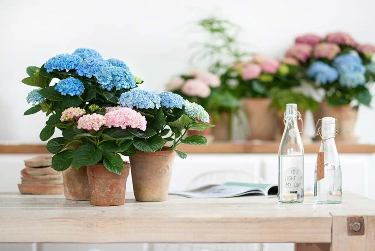 blaue und rosafarbene hortensien in töpfen glasflaschen geöffnetes magazin