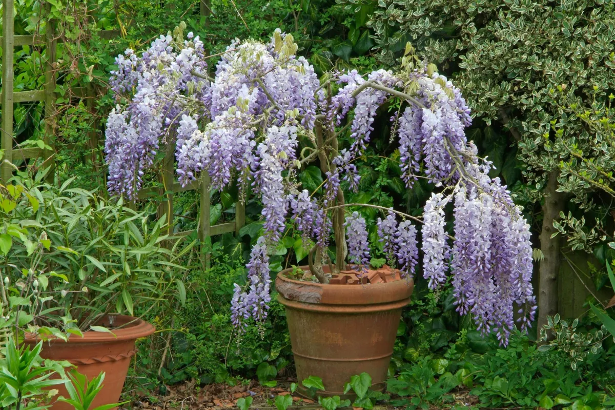 blauregen im kübel pflegen kletterpflanze lila blüten