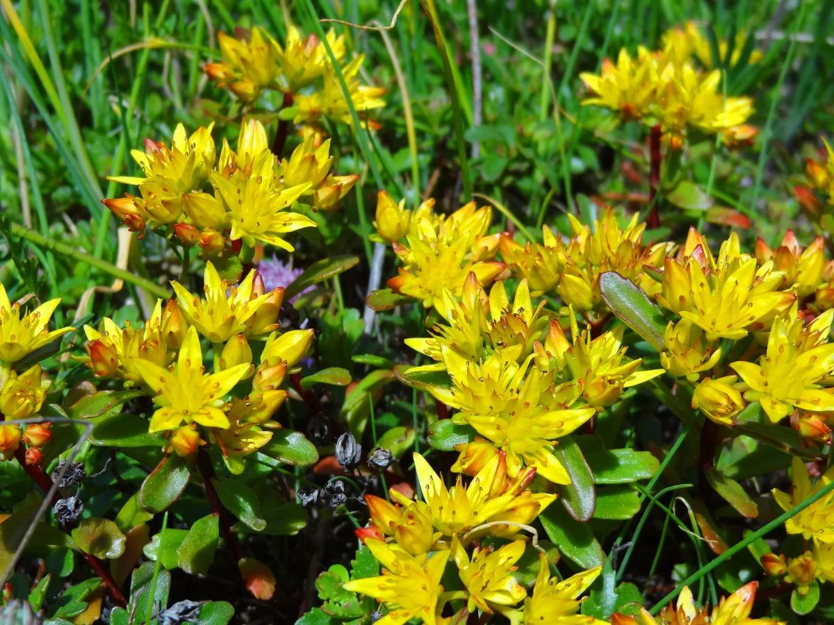 bluhhende bodendecker die immergruen sind fettblatt sedum floriferum