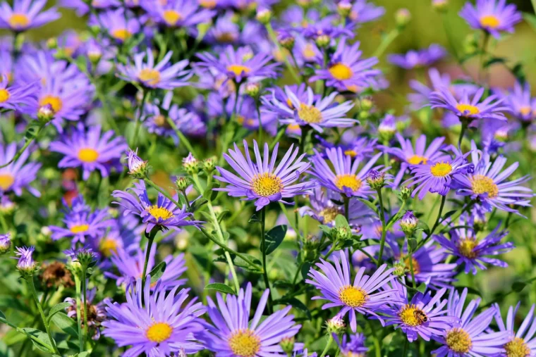 blumen gegen schaedlinge im gemüsebeet astern