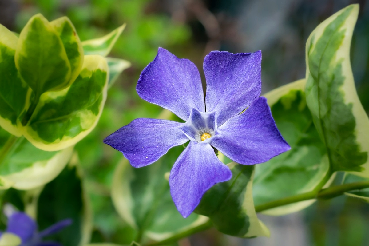 bodendecker bluhend immergrün kleines blattgruen vinca minor