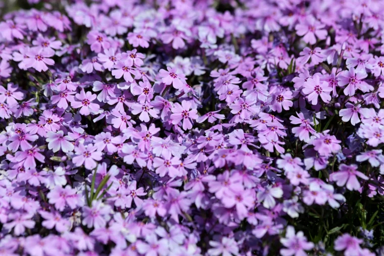 bodendecker immergruen bluehend winterhart wald phlox