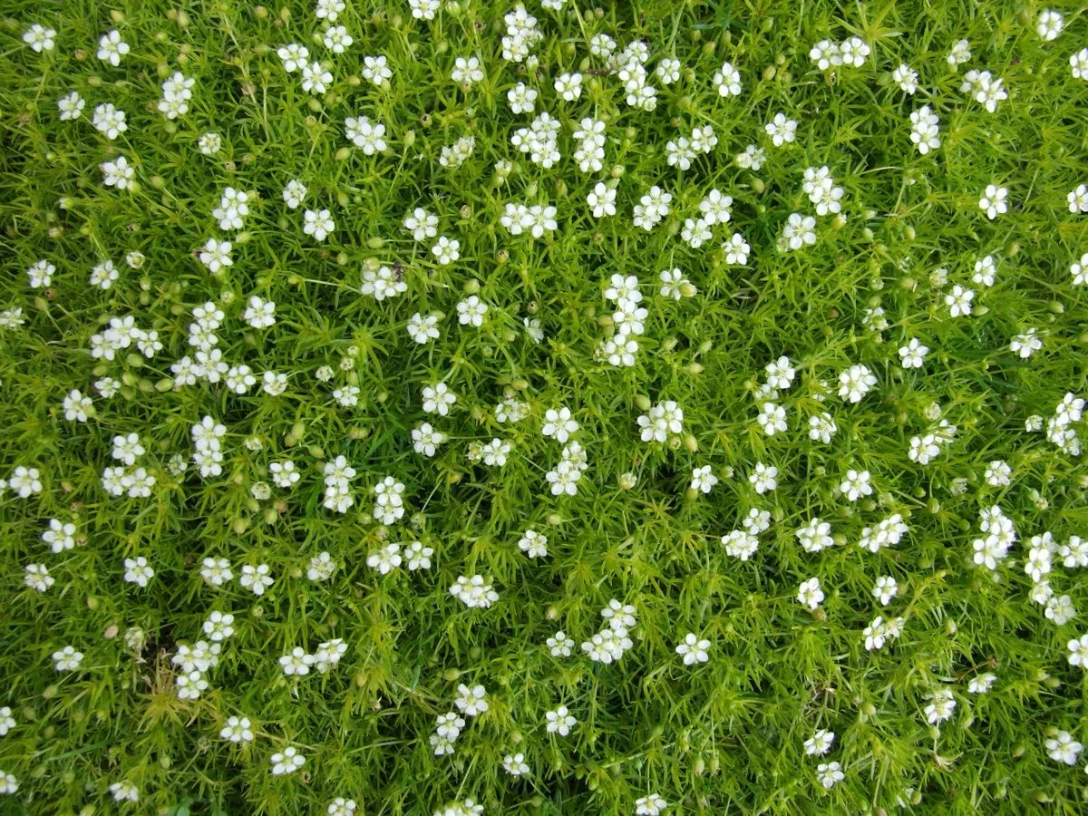 bodendecker immergruen weiss bluehend sternmoos sagina subulata