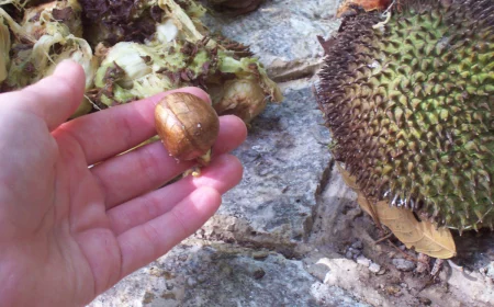 brotfrucht samen vermehren und anbauen