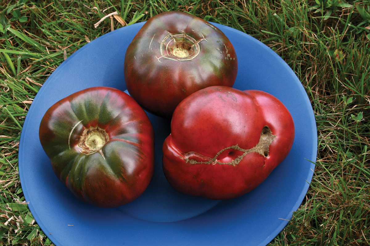 cherokee purple tomate auf blauem teller auf gras