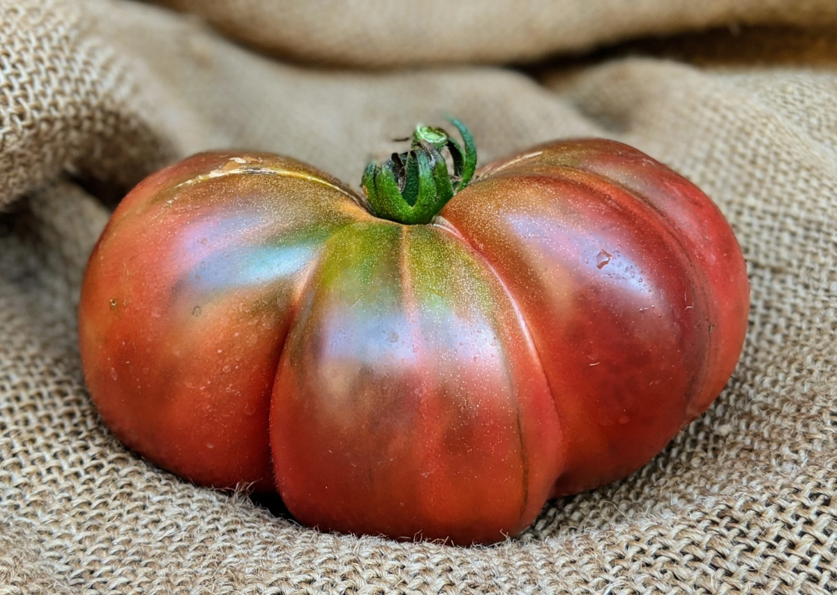 cherokee purple tomate auf braunem sack