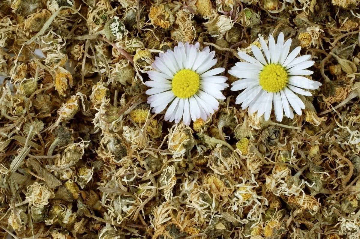 darf man gänseblümchen essen gesundheitliche vorteile in kleinen mengen