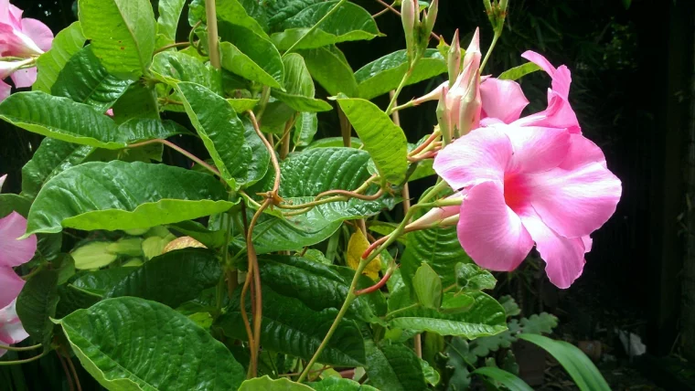 dipladenia grossaufnahme der tropischen pflanze