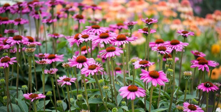 echinacea desktop hero 1920x978 01b