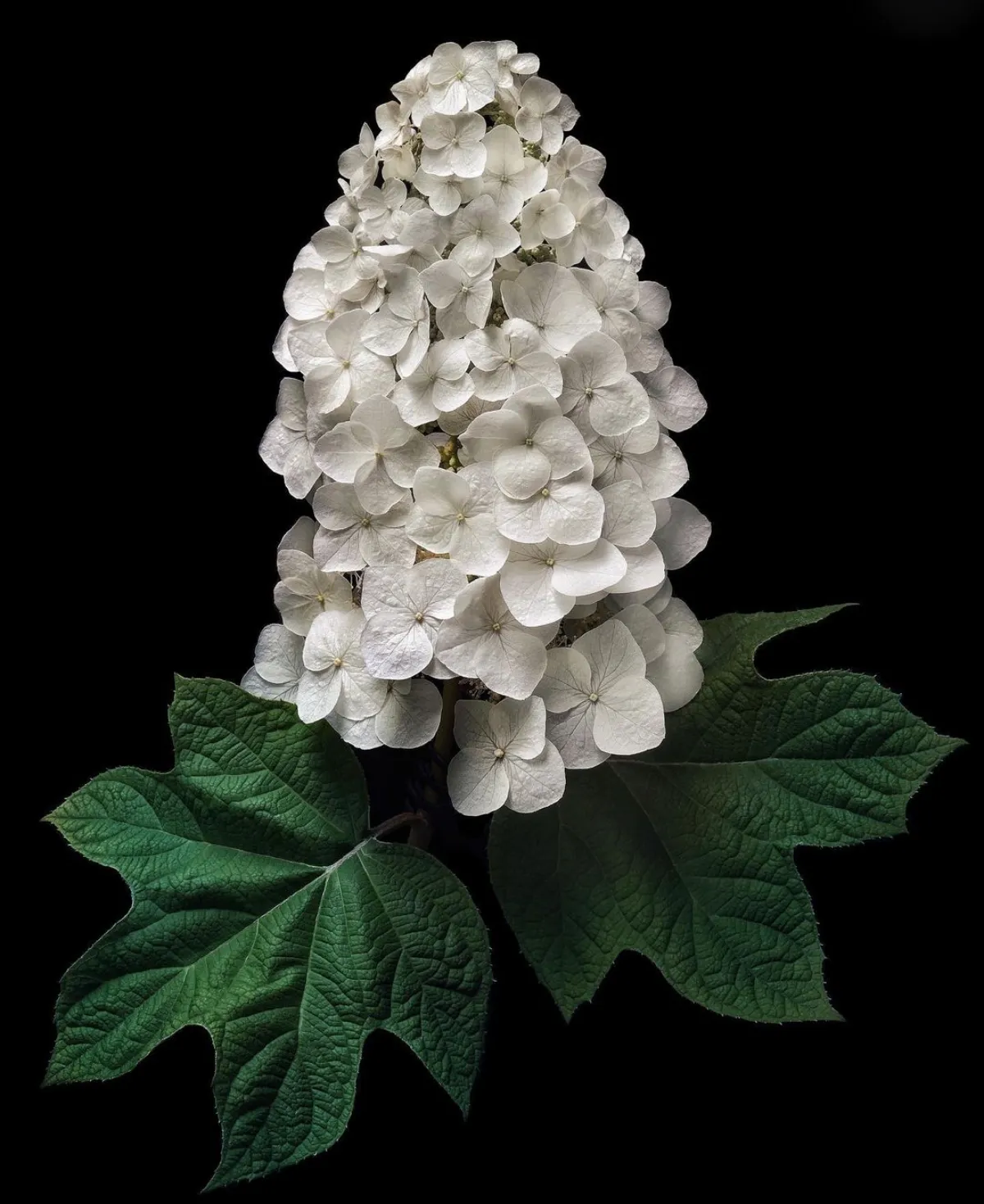 eichenblatt hortensie üppige blüte weiß