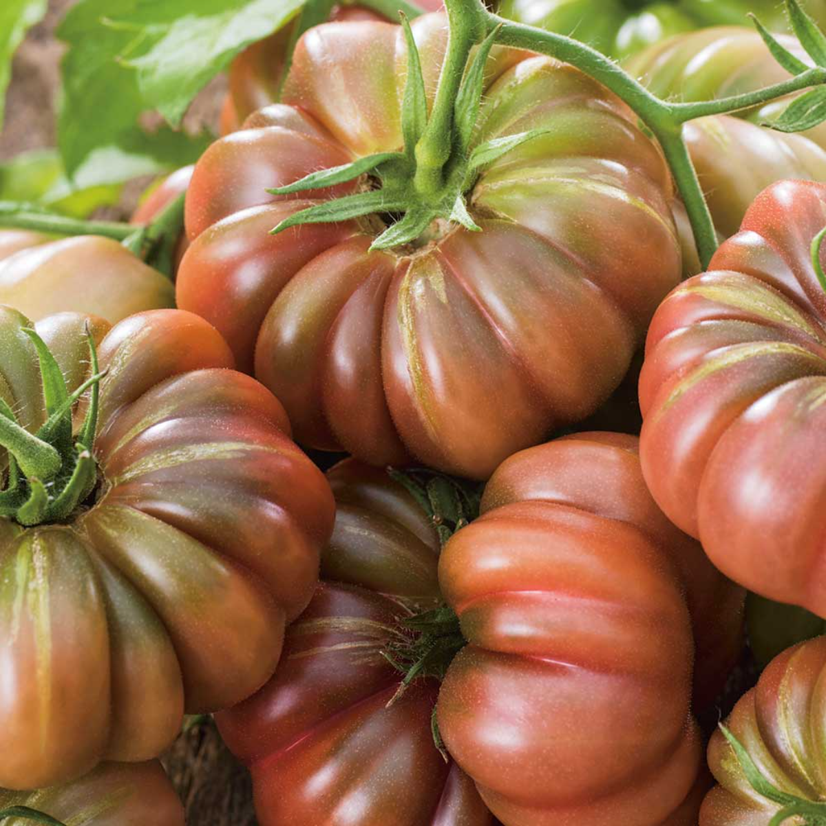 eine menge reifer lila cherokee tomaten