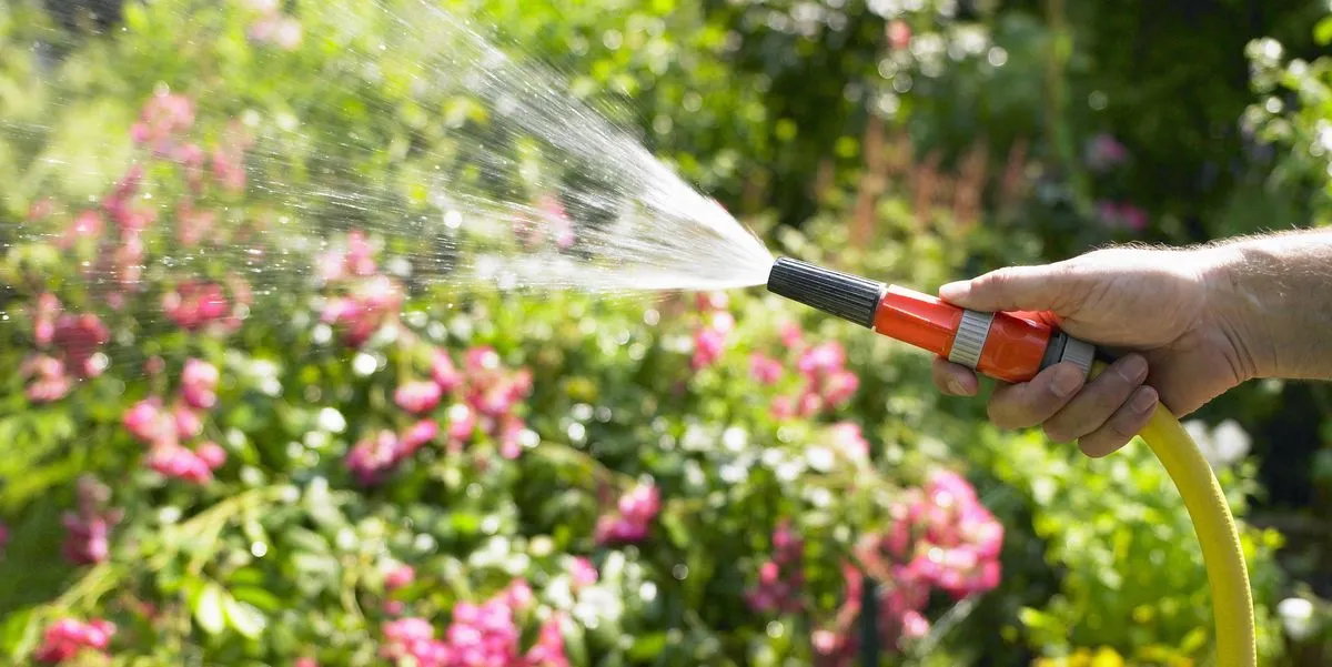 erfahren sie hier so schützen sie ihren garten vor dem hitzekollaps