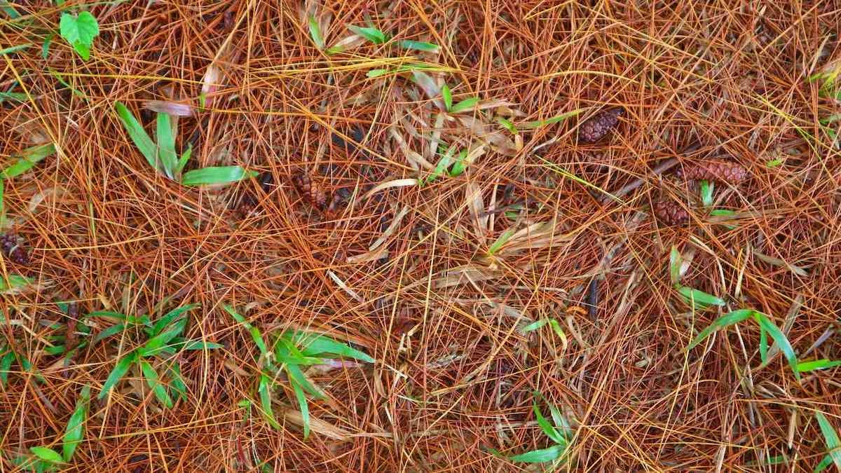 erfahren sie hier mehr kiefernnadeln als mulch