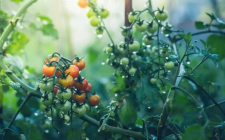 erfahren sie wie schuetzen sie ihren garten vor starkregen